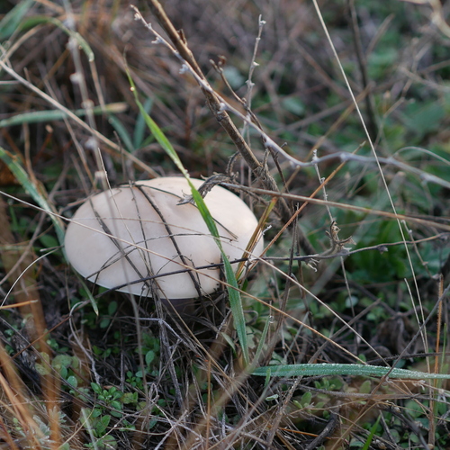 Photo #13917826
