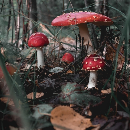 Photo #13917831