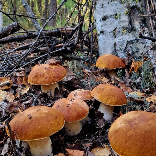Photo #13918001