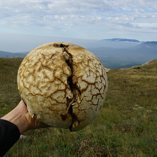 Photo #13918092