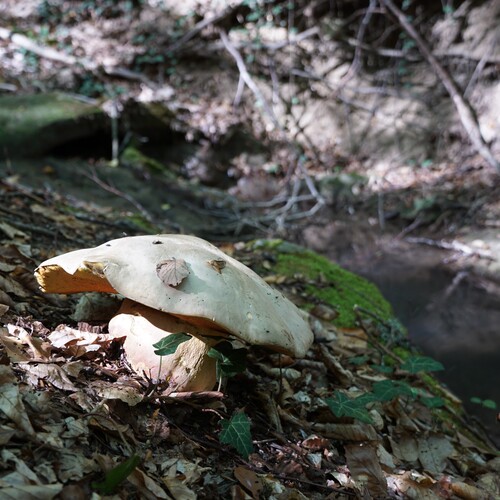 Photo #13918114