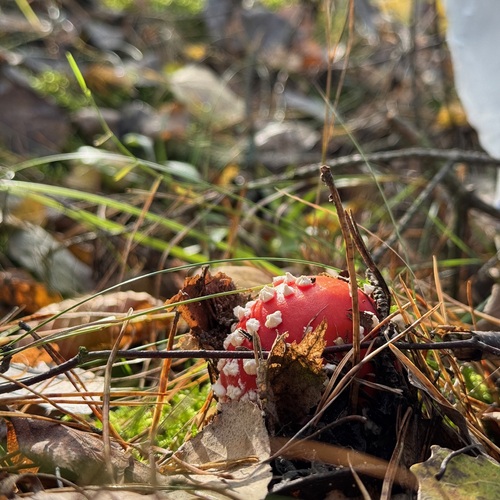 Photo #13918208