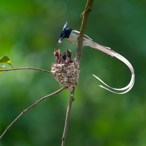 Indian Paradise Flycatcher