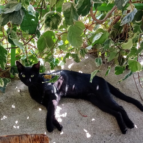 Photo #13918295