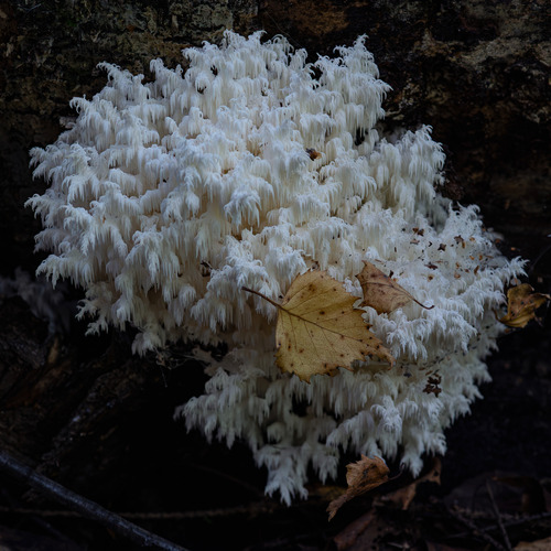 Photo #13918300