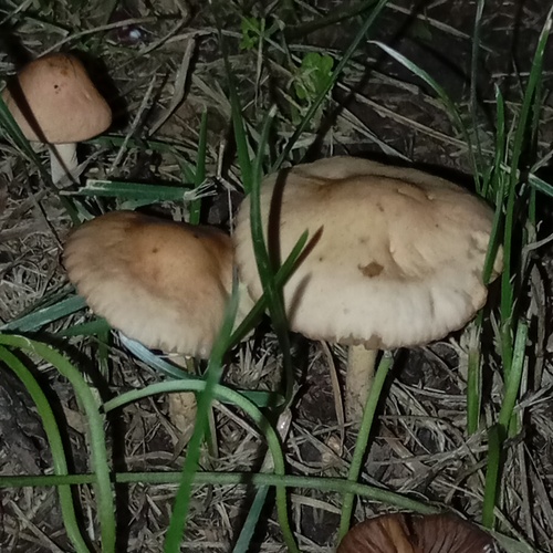 Photo #13918324