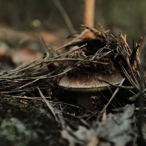 Photo #13918329