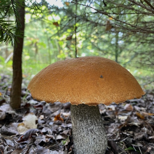 Photo #13918345