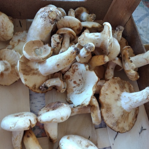 Photo #13918457