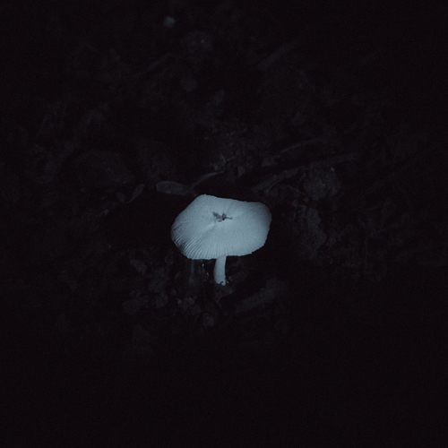 Photo #13918494
