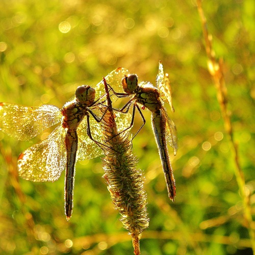 Photo #13918512