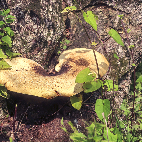Photo #13918710