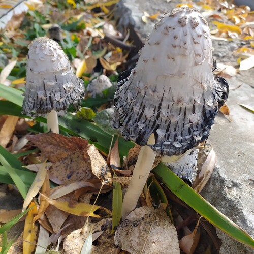 Photo #13918723
