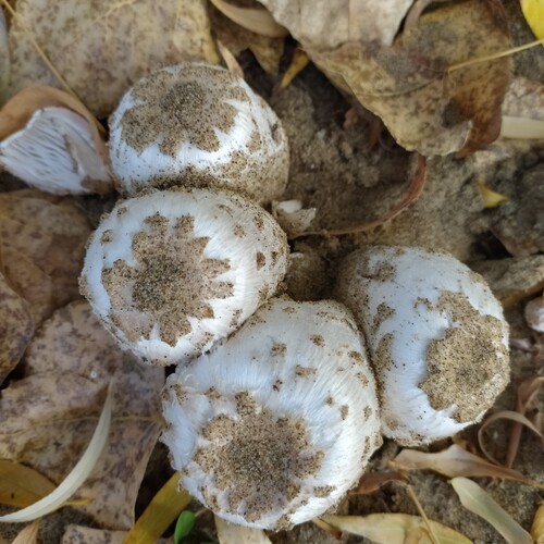 Photo #13918724
