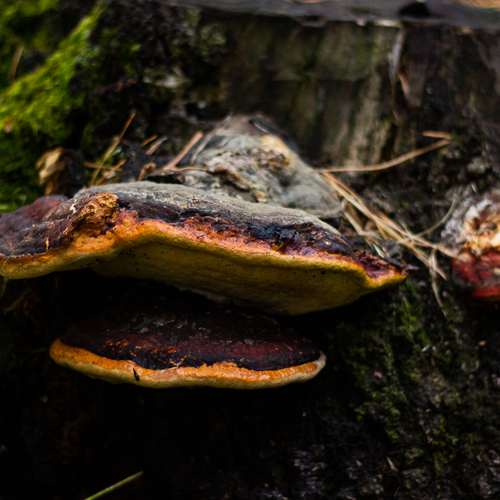 Photo #13919014