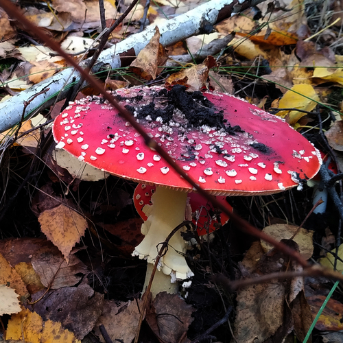 Photo #13919039