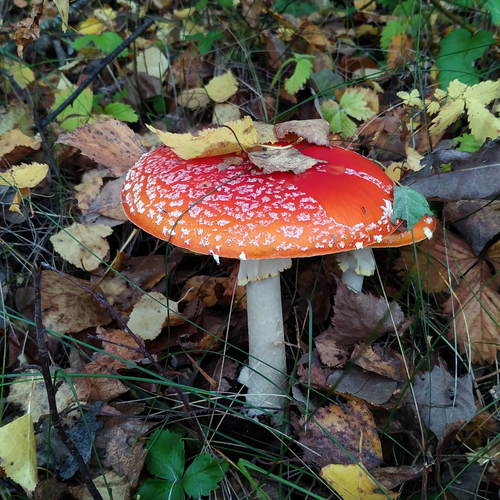 Photo #13919040