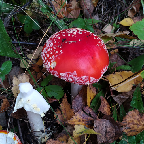 Photo #13919041