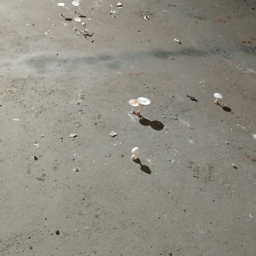 Photo #13919183