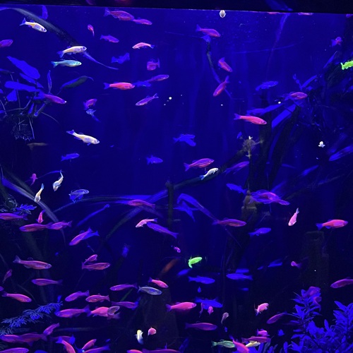 Photo #13919350