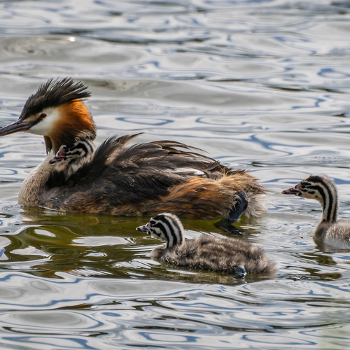 Photo #13919367