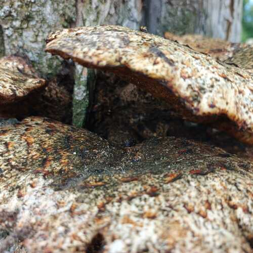 Photo #13919371