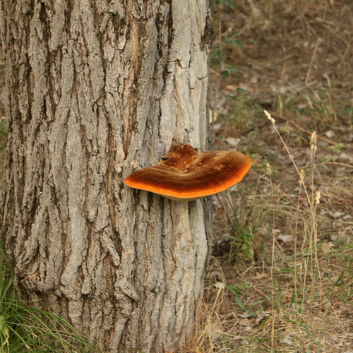 Photo #13919452