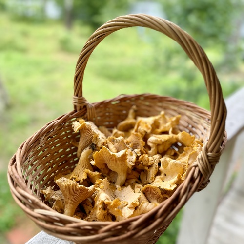 Лисички в корзинке