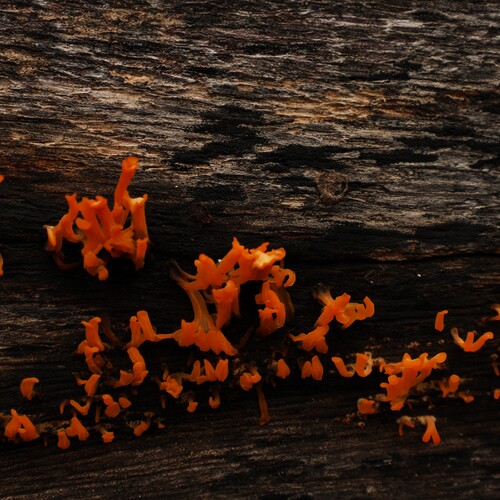 Photo #13919577