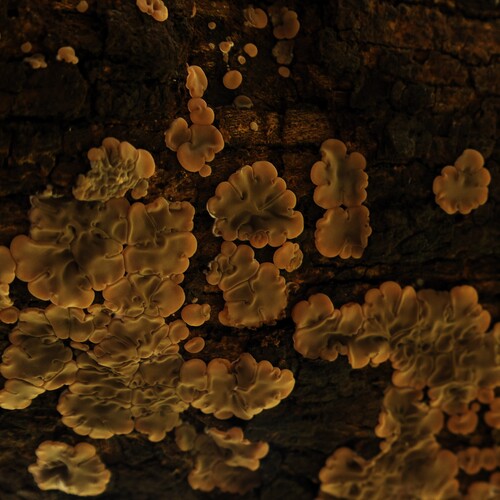Photo #13919579