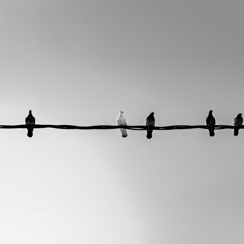 Photo #13919583
