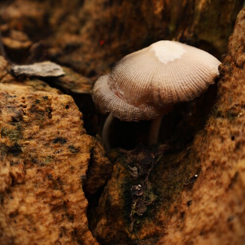Photo #13919589