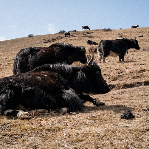 Photo #13919749