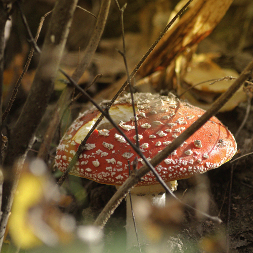 Photo #13919787