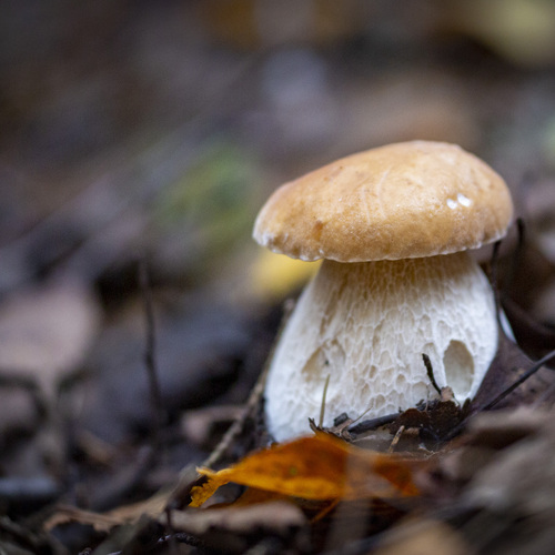 Photo #13920034