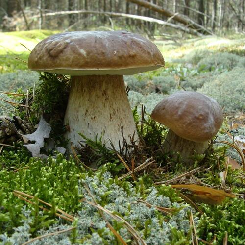 Photo #13920036