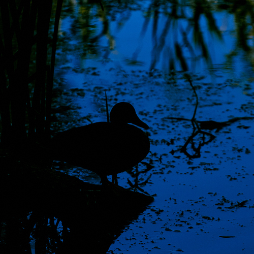 Photo #13920109