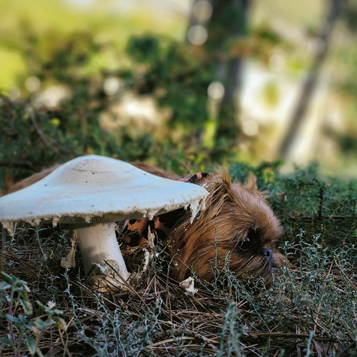 Photo #13920345