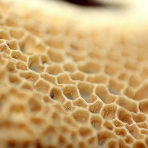ID: Inside Structure of Mushroom