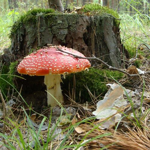 Photo #13920635