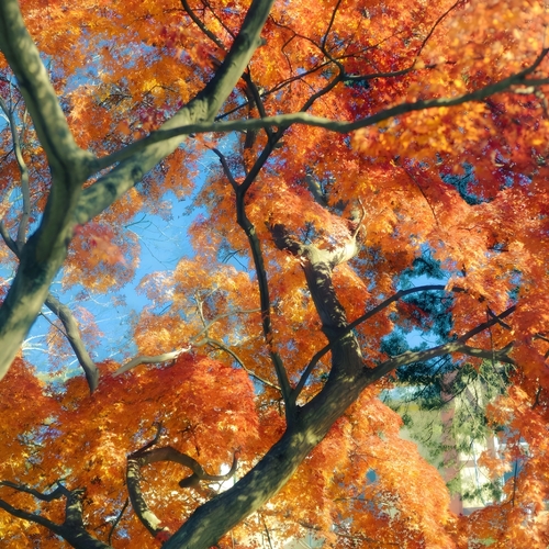 Autumn in My Heart