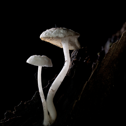 Photo #13920670