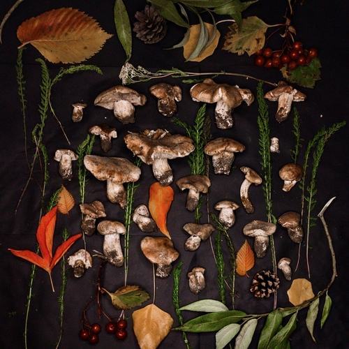 Photo #13920933