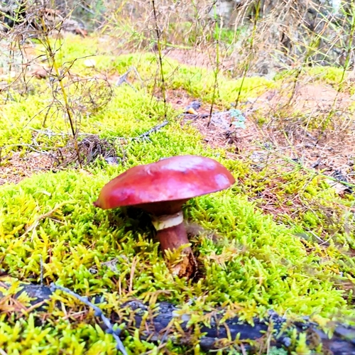 Photo #13921034