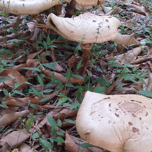 Photo #13921041