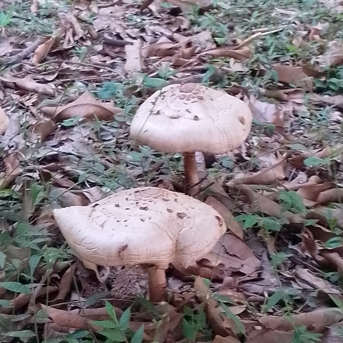 Photo #13921044