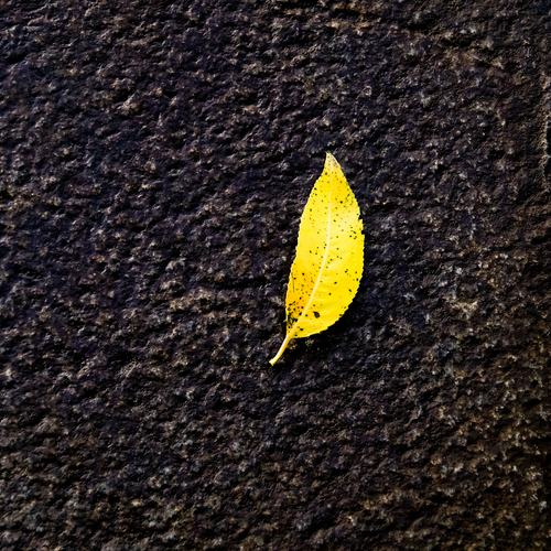 Photo #13921054