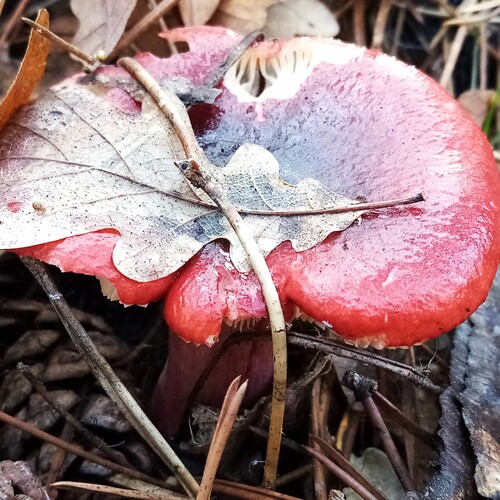 Photo #13921055