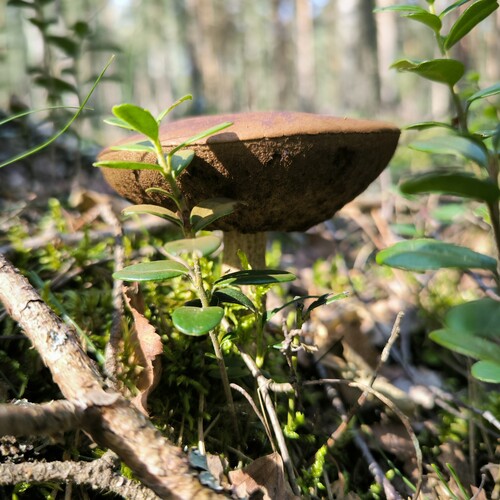 Photo #13921224