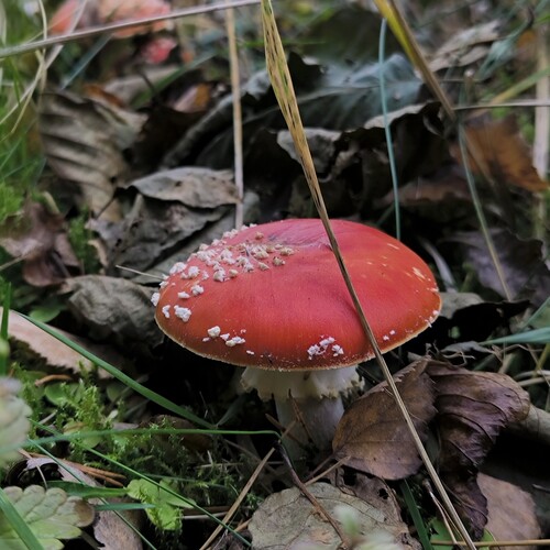 Photo #13921255